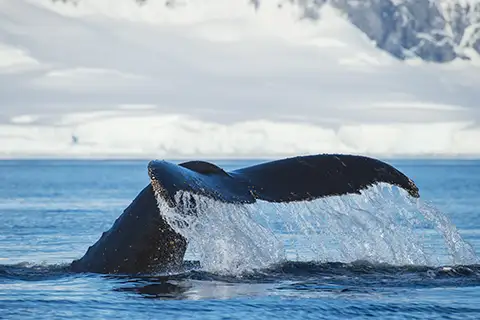 Marine life is one of the highlights of an Alaska cruise.